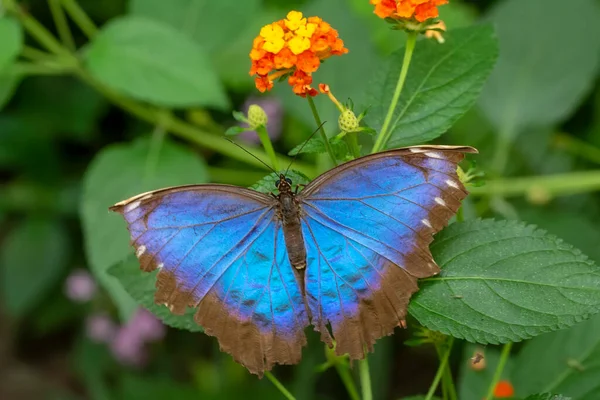 Macro Shots Belle Scène Nature Gros Plan Beau Papillon Assis — Photo