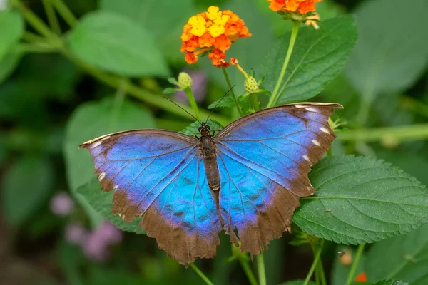 Macro Shots Beautiful Nature Scene Closeup Beautiful Butterfly Sitting Flower — Stock Photo, Image