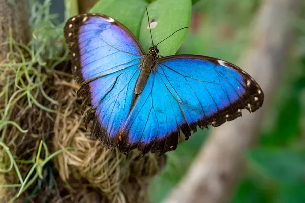 Макро Снимки Красивая Природа Крупный План Красивая Бабочка Сидит Цветке — стоковое фото