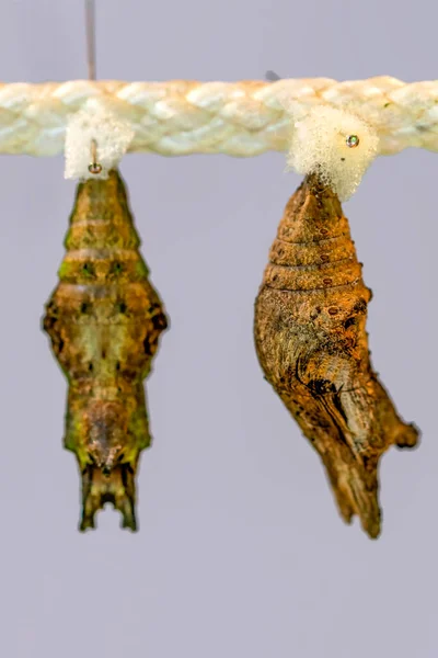 Pillangó Farm Bejelentkezés Különböző Pillangók Chrysalis Egy Ágon — Stock Fotó