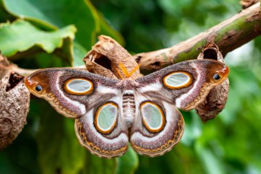 Makro çekimler, güzel doğa sahneleri. Yaklaş, güzel kelebek yaz bahçesindeki çiçekte oturuyor..