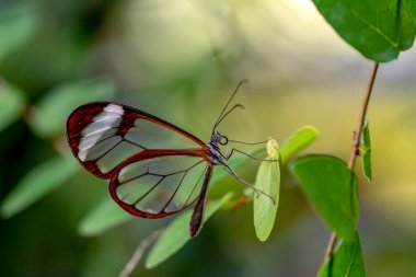 Makro çekimler, güzel doğa sahneleri. Yaklaş, güzel kelebek yaz bahçesindeki çiçekte oturuyor..
