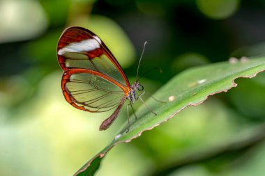 Makro çekimler, güzel doğa sahneleri. Yaklaş, güzel kelebek yaz bahçesindeki çiçekte oturuyor..
