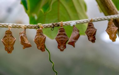 Kelebek çiftliği. Bir dalda farklı kelebeklerle koza imzası 