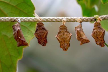 Kelebek çiftliği. Bir dalda farklı kelebeklerle koza imzası 