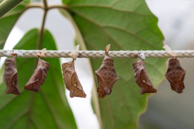 Kelebek çiftliği. Bir dalda farklı kelebeklerle koza imzası 