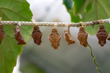Kelebek çiftliği. Bir dalda farklı kelebeklerle koza imzası 