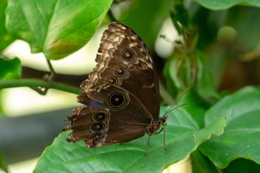 Makro çekimler, güzel doğa sahneleri. Yaklaş, güzel kelebek yaz bahçesindeki çiçekte oturuyor..