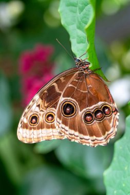 Makro çekimler, güzel doğa sahneleri. Yaklaş, güzel kelebek yaz bahçesindeki çiçekte oturuyor..