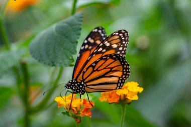 Makro çekimler, güzel doğa sahneleri. Yaklaş, güzel kelebek yaz bahçesindeki çiçekte oturuyor..