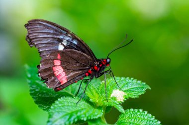 Makro çekimler, güzel doğa sahneleri. Yaklaş, güzel kelebek yaz bahçesindeki çiçekte oturuyor..