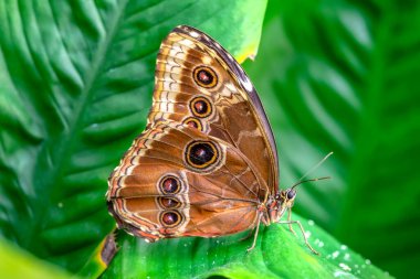 Makro çekimler, güzel doğa sahneleri. Yaklaş, güzel kelebek yaz bahçesindeki çiçekte oturuyor..