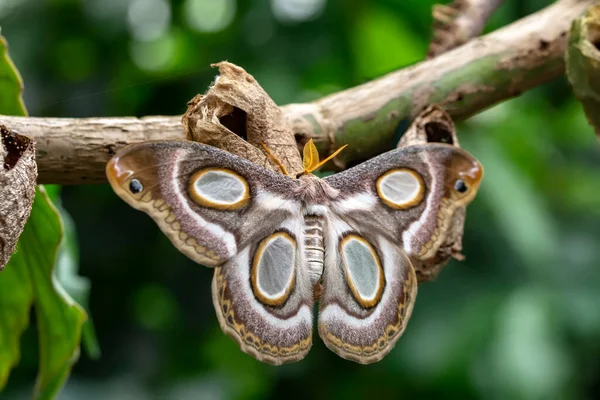 Makro Fotografie Moth Větvičce Rostliny — Stock fotografie
