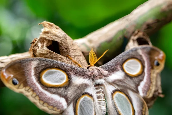 Macro Fotografía Polilla Ramita Planta — Foto de Stock