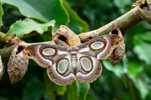 Macro Fotografía Polilla Ramita Planta — Foto de Stock