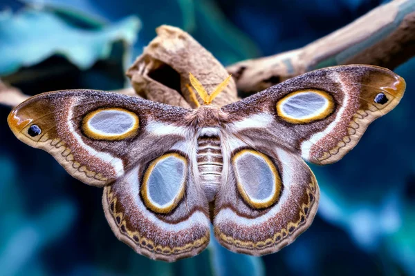 Macro Fotografia Traça Galho Planta — Fotografia de Stock