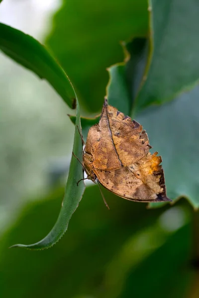 Borboleta Folhas Mortas Kallima Inachus Aka Indian Leafwing Asas Dobradas — Fotografia de Stock