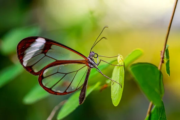 Macro Shots Bela Cena Natureza Closeup Bela Borboleta Sentado Flor — Fotografia de Stock