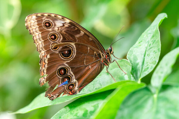 Macro shots, Beautiful nature scene. Closeup beautiful butterfly sitting on the flower in a summer garden.