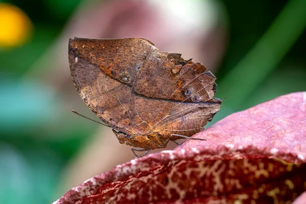 枯葉蝶 カリマ イナコス 別名インドの葉 竹の枝に折り畳まれた翼立ち 枯葉模倣 — ストック写真