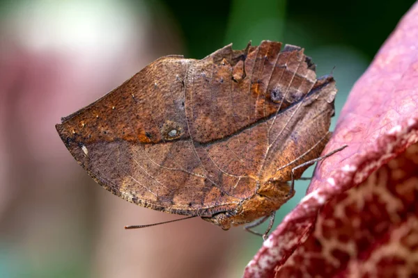 Mrtvý Motýl Listový Kallima Inachus Neboli Indiánské Listoví Stojící Křídla — Stock fotografie