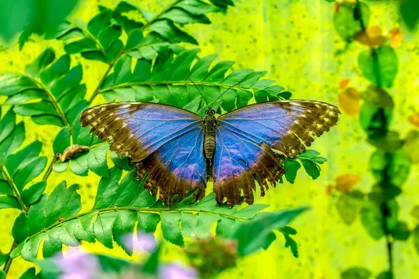 Makro Skott Vacker Natur Scen Närbild Vacker Fjäril Sitter Blomman — Stockfoto