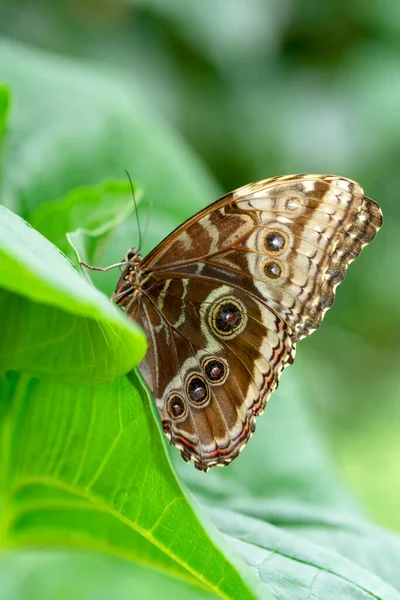 Fotos Macro Hermosa Escena Naturaleza Primer Plano Hermosa Mariposa Sentada — Foto de Stock