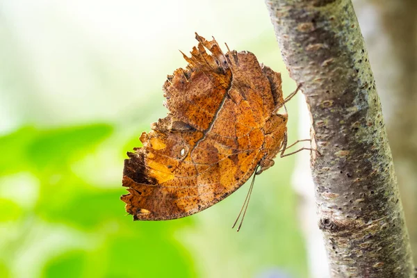 Macro Shots Bela Cena Natureza Closeup Bela Borboleta Sentado Flor — Fotografia de Stock