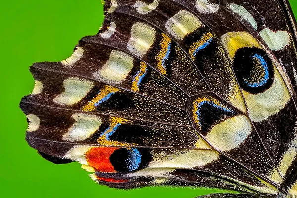 Macro Butterfly Wing Background — стокове фото