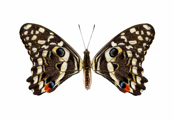 マクロ蝶の羽の背景 — ストック写真
