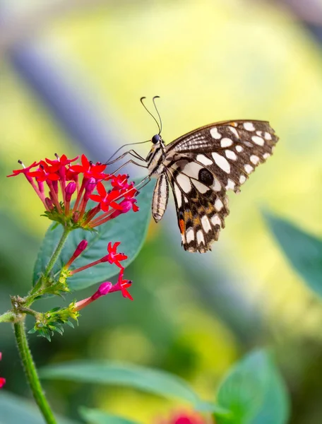 Fotos Macro Hermosa Escena Naturaleza Primer Plano Hermosa Mariposa Sentada — Foto de Stock