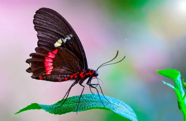 Makroaufnahmen Schöne Naturszene Nahaufnahme Schöner Schmetterling Sitzt Auf Der Blume — Stockfoto