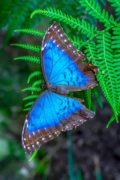 Fotos Macro Hermosa Escena Naturaleza Primer Plano Hermosa Mariposa Sentada —  Fotos de Stock