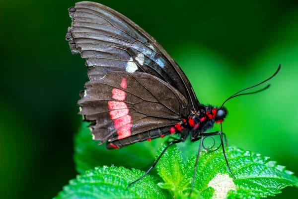 Strzały Makro Piękna Scena Natury Zbliżenie Piękny Motyl Siedzi Kwiat — Zdjęcie stockowe