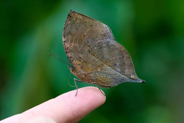 Macro Shots Bela Cena Natureza Closeup Bela Borboleta Sentado Flor — Fotografia de Stock