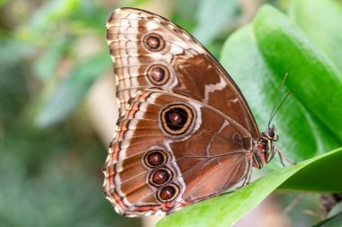 Makro çekimler, güzel doğa sahneleri. Yaklaş, güzel kelebek yaz bahçesindeki çiçekte oturuyor..