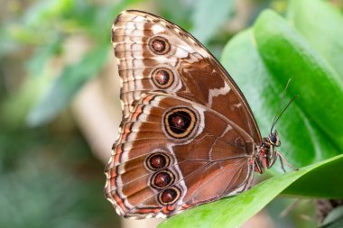 Makro çekimler, güzel doğa sahneleri. Yaklaş, güzel kelebek yaz bahçesindeki çiçekte oturuyor..