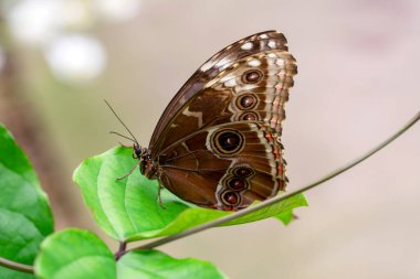 Makro çekimler, güzel doğa sahneleri. Yaklaş, güzel kelebek yaz bahçesindeki çiçekte oturuyor..