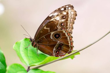 Makro çekimler, güzel doğa sahneleri. Yaklaş, güzel kelebek yaz bahçesindeki çiçekte oturuyor..