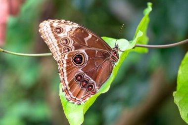 Makro çekimler, güzel doğa sahneleri. Yaklaş, güzel kelebek yaz bahçesindeki çiçekte oturuyor..