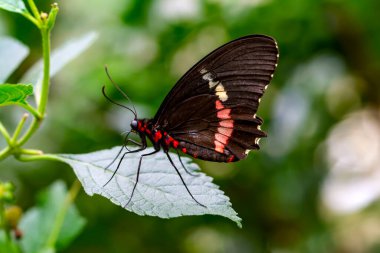 Makro çekimler, güzel doğa sahneleri. Yaklaş, güzel kelebek yaz bahçesindeki çiçekte oturuyor..