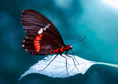 Makro çekimler, güzel doğa sahneleri. Yaklaş, güzel kelebek yaz bahçesindeki çiçekte oturuyor..
