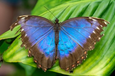 Makro çekimler, güzel doğa sahneleri. Yaklaş, güzel kelebek yaz bahçesindeki çiçekte oturuyor..
