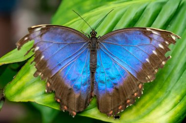 Makro çekimler, güzel doğa sahneleri. Yaklaş, güzel kelebek yaz bahçesindeki çiçekte oturuyor..
