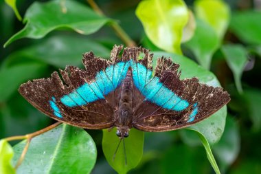 Makro çekimler, güzel doğa sahneleri. Yaklaş, güzel kelebek yaz bahçesindeki çiçekte oturuyor..
