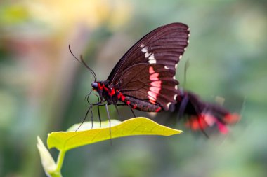 Makro çekimler, güzel doğa sahneleri. Yaklaş, güzel kelebek yaz bahçesindeki çiçekte oturuyor..