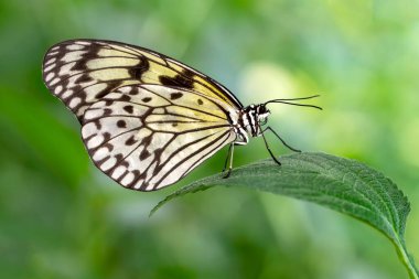 Makro çekimler, güzel doğa sahneleri. Yaklaş, güzel kelebek yaz bahçesindeki çiçekte oturuyor..