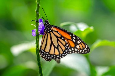 Makro çekimler, güzel doğa sahneleri. Yaklaş, güzel kelebek yaz bahçesindeki çiçekte oturuyor..