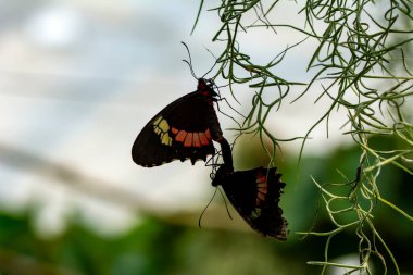 Makro çekimler, güzel doğa sahneleri. Yaklaş, güzel kelebek yaz bahçesindeki çiçekte oturuyor..