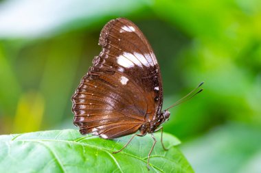 Makro çekimler, güzel doğa sahneleri. Yaklaş, güzel kelebek yaz bahçesindeki çiçekte oturuyor..